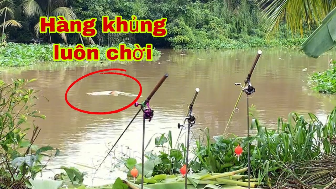 Câu Cá Tra Sông - Gặp Cá Khủng Lộn Ăn Câu Pen Cần Thấy Mê | Fishing - Miền Tây