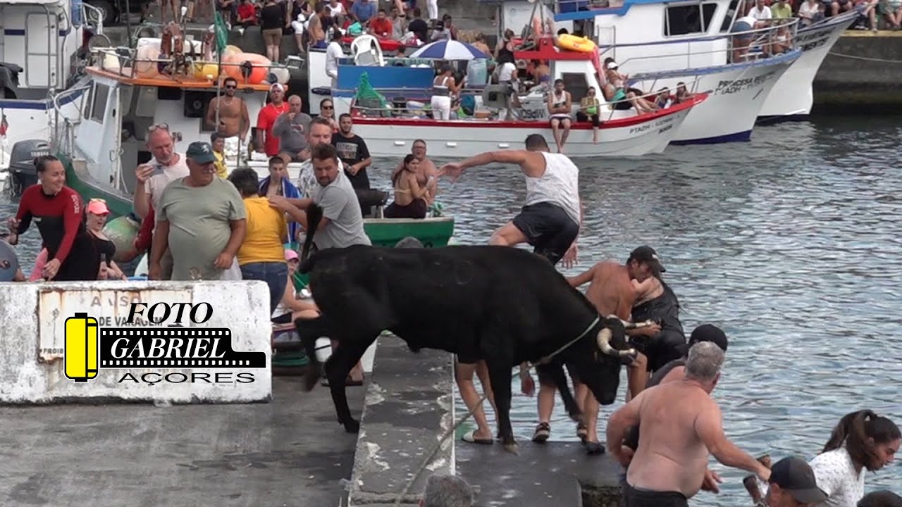 Tourada Porto de São Mateus 21-8-22-  Ganadeiro F. HF. AÇORES