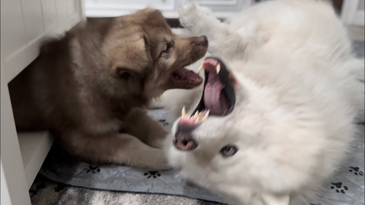 Она ждала этого годами 🥹🐺 | Монро играет со своим приемным щенком