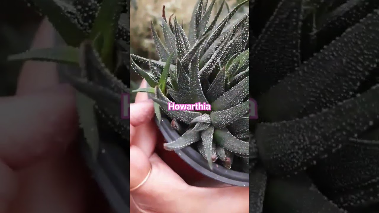 Howarthia full grownmode🥰#howarthia#succulents#gardening#easytomaintain#trending#viralshorts#plants