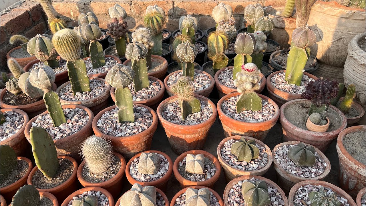 Cactus Collection Winter Update 2026