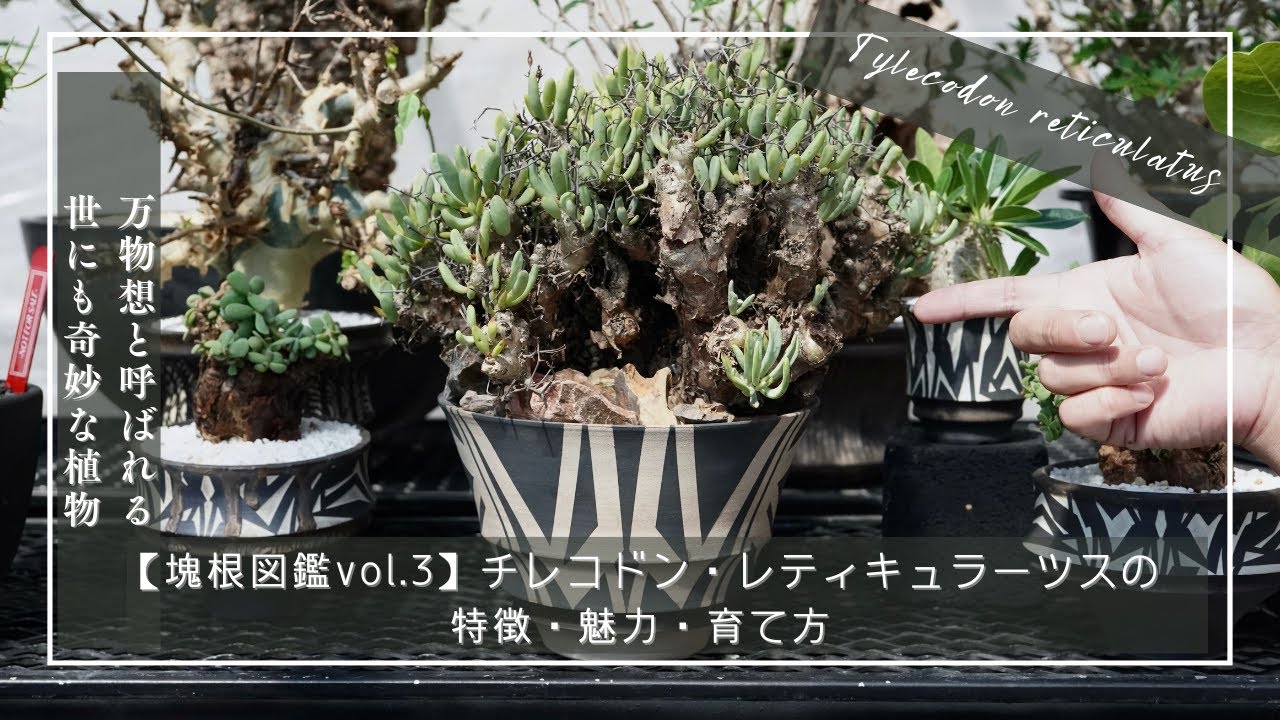 【塊根図鑑vol 3】Tylecodon reticulatus（チレコドン・レティキュラーツス）の特徴・魅力・育て方