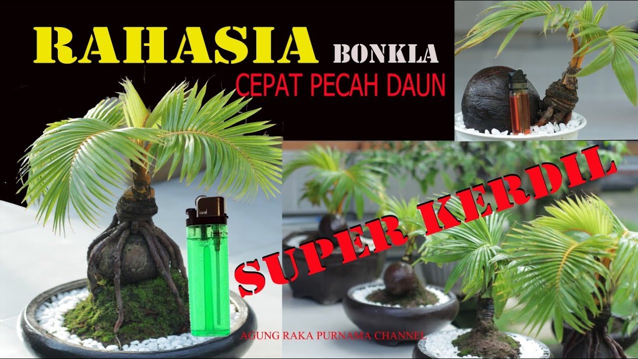Bonsai kelapa proses cepat pecah daun dan super kerdil bagian#1