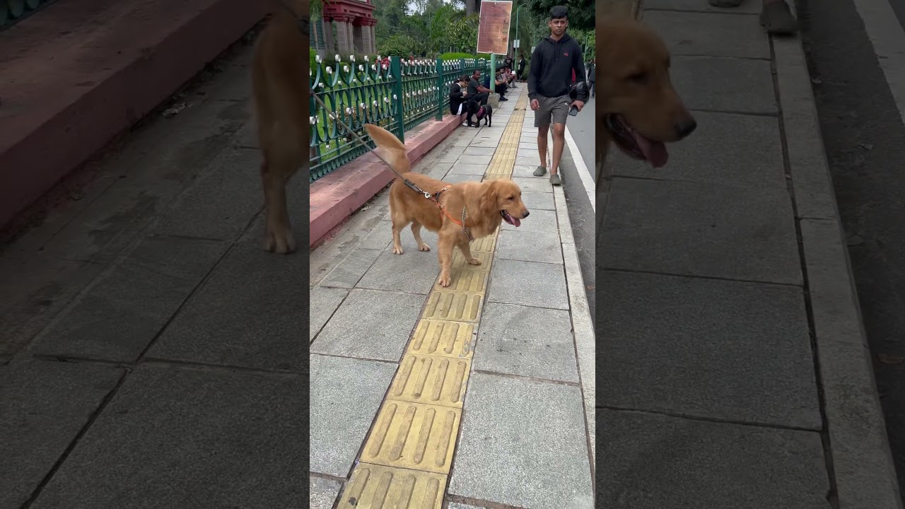 Please help me🫣 #funny #petscomedy #dogparks #ytshorts #shorts #doglife #dogshorts