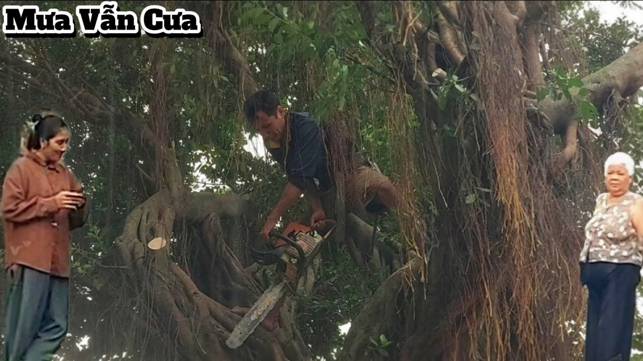 Cưa cây Xanh siêu khủng, siêu đẹp ở Tri Tôn / Sawing a giant Green tree in Tri Ton | P29