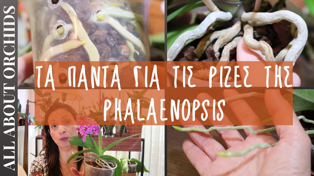 Τα πάντα για τις ρίζες της Phalaenopsis. All about phalaenopsis orchid roots