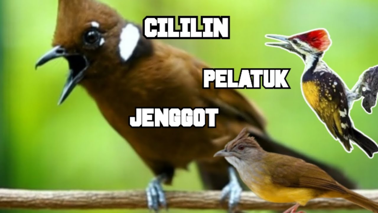 Materi Kasaran - CILILIN - CAK JENGGOT - PELATUK BAWANG‼️