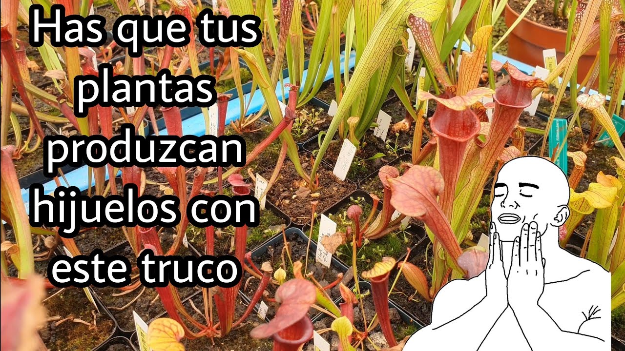 ¿Cómo hacer que se dividan las Sarracenias en poco tiempo? - Plantas carnívoras