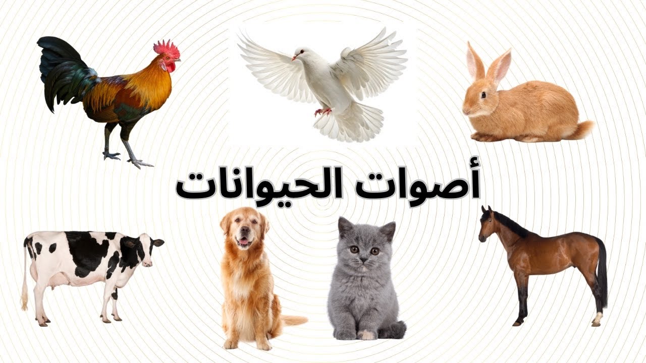 أصوات وأسماء الحيوانات للأطفال حسب الترتيب الأبجدي  وتعلم النطق الصحيح للغة العربية | Animal sounds