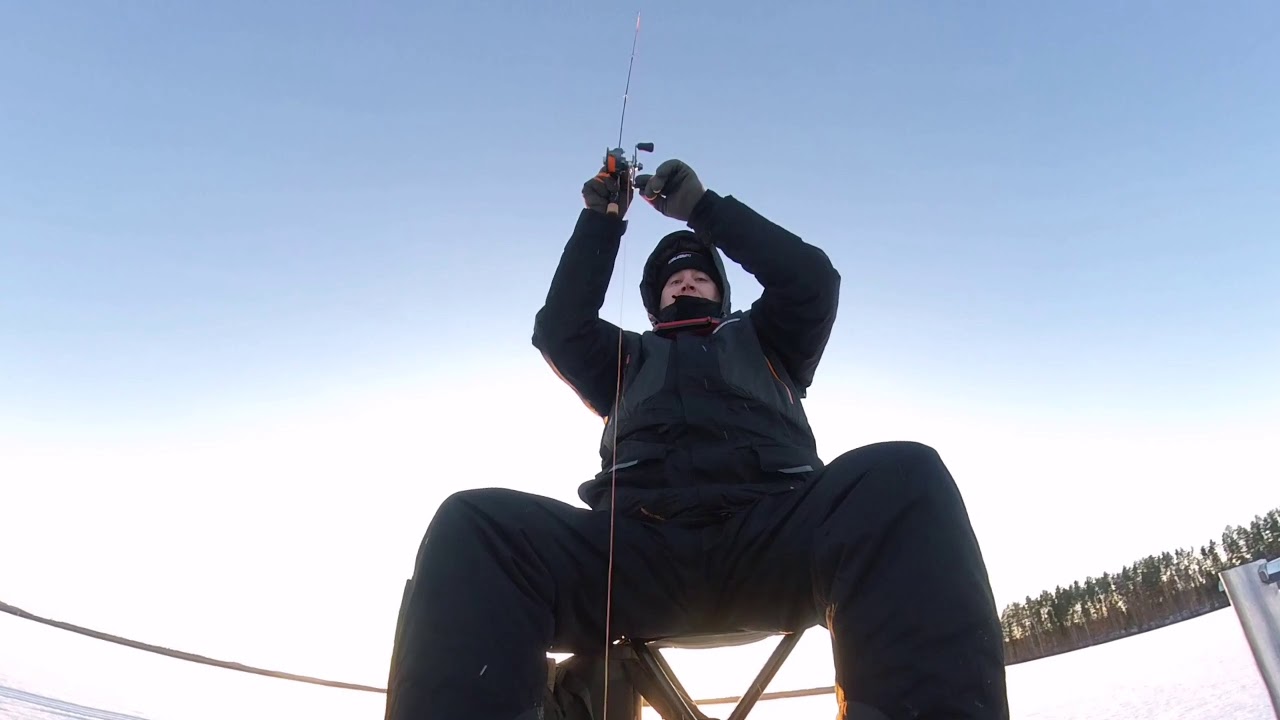 Kuhan pilkintää Jesse Mambolla aurinkoisessa talvisäässä