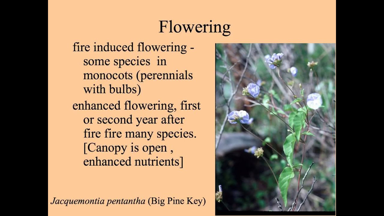 community development - disturbance