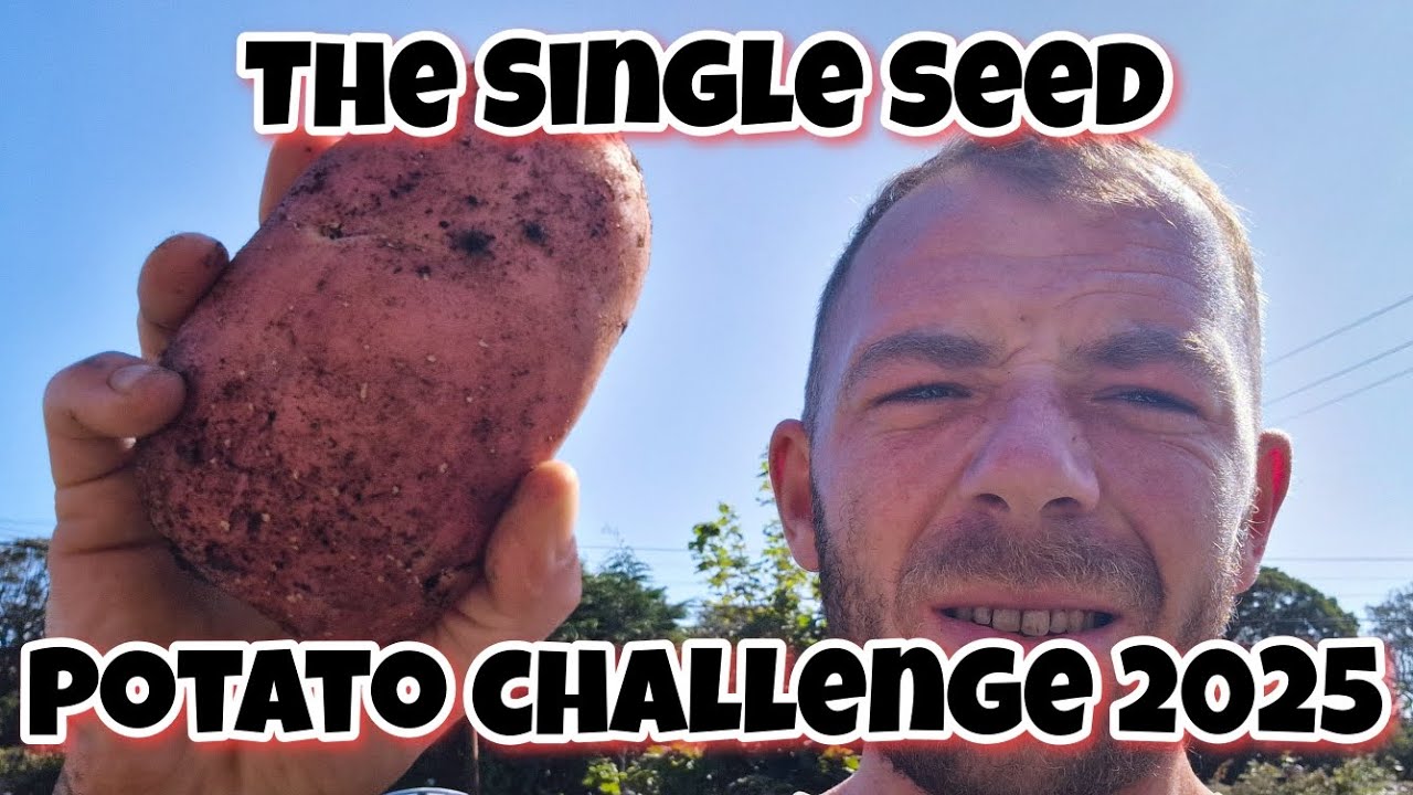 The Single Seed Potato Challenge 2025 #SSPC2025 [HOW MUCH POTATOES FROM A SINGLE SEED?]