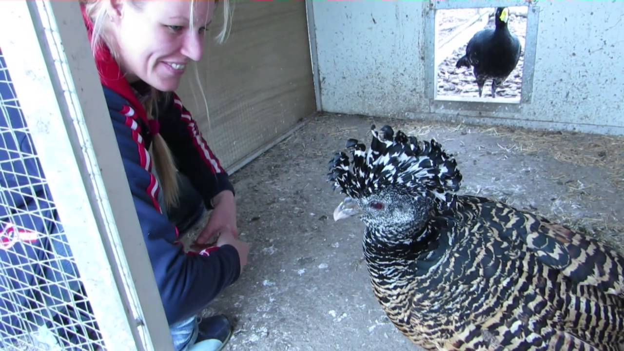 Kara Sun & Curassows at 