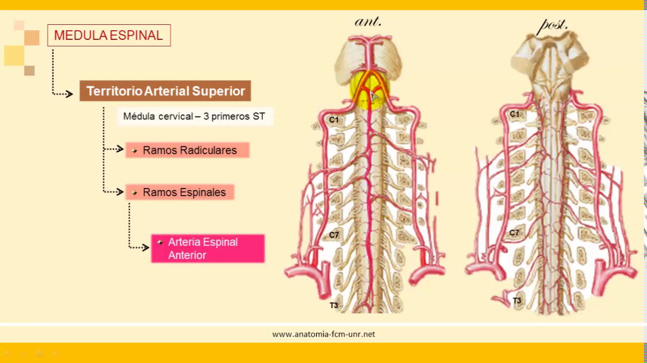 Sistema Nervioso: Irrigación de Sistema Nervioso Central (Parte 3).