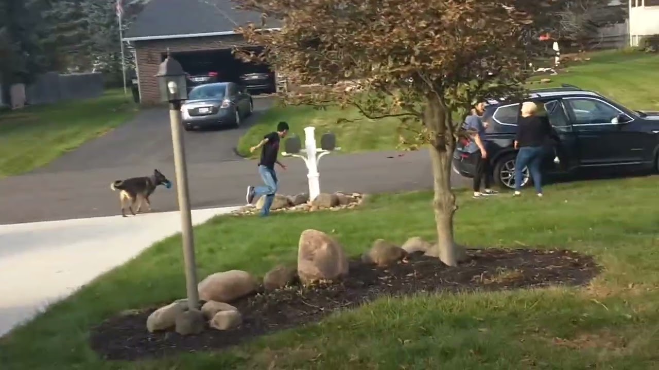 Mayor Rossi and Diva the Malinois Command War! - Unseen Footage from 2019.