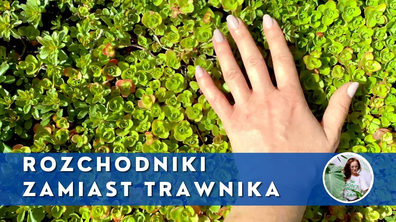 Zielony dywan z ROZCHODNIKÓW zamiast TRAWNIKA . Co zrobić zamiast trawnika ?