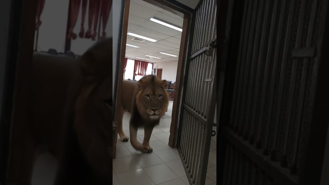 lion #shortsfeed #funny #hitsong #cute #ai #aivideo #lion