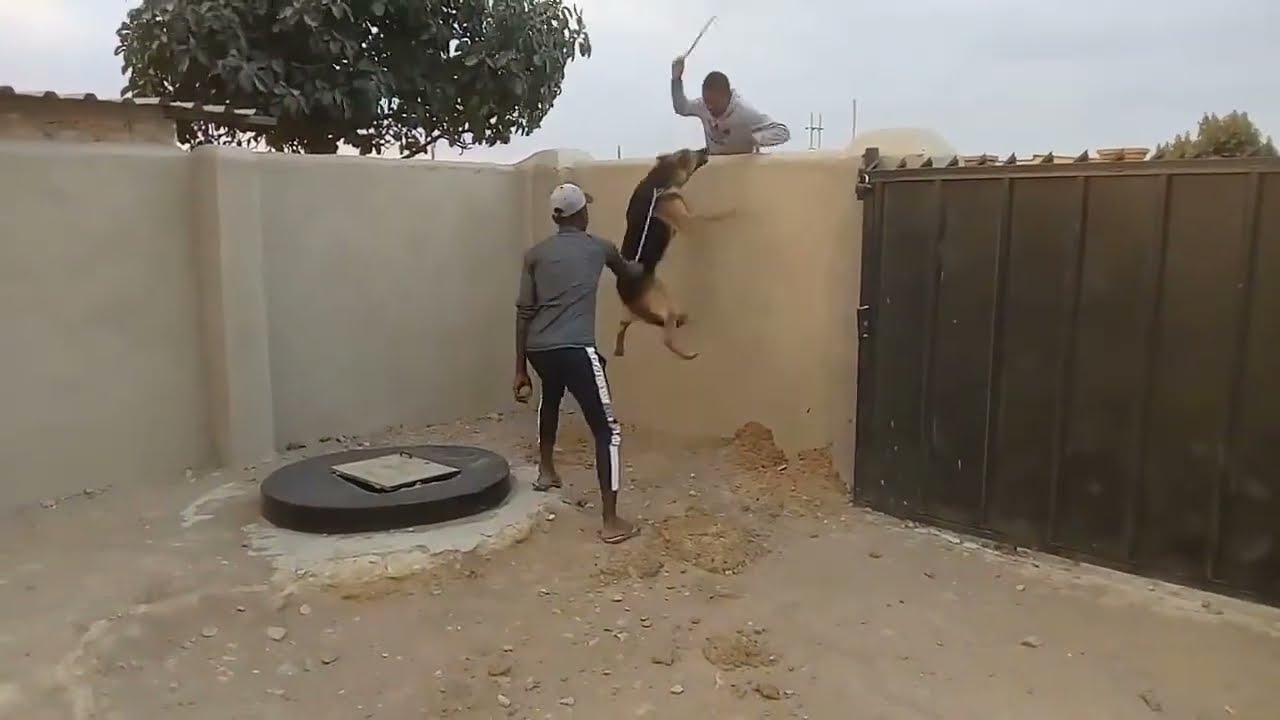 German Shepherd (RANGER) HOME PROTECTION TRAINING 