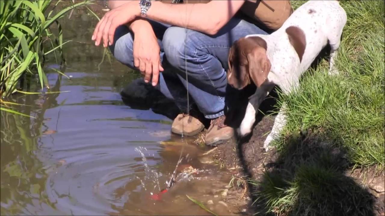 Hundeschule Loewenzahn 