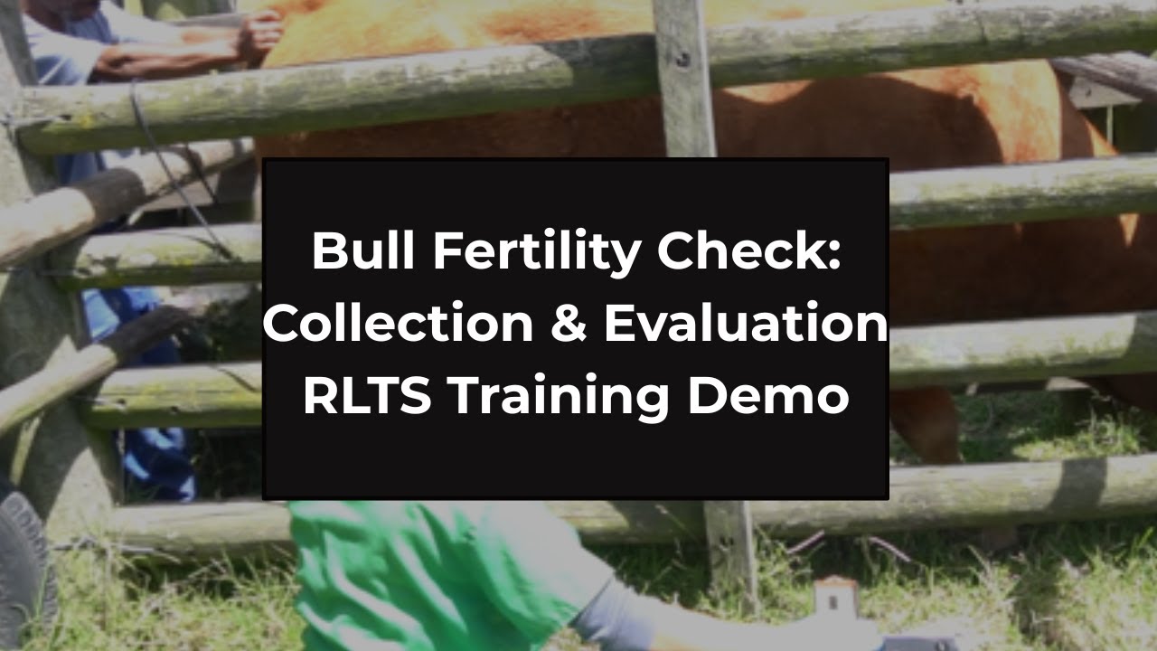 Bull Fertility Check | Semen Collection & Evaluation – RLTS Academy Training Demo
