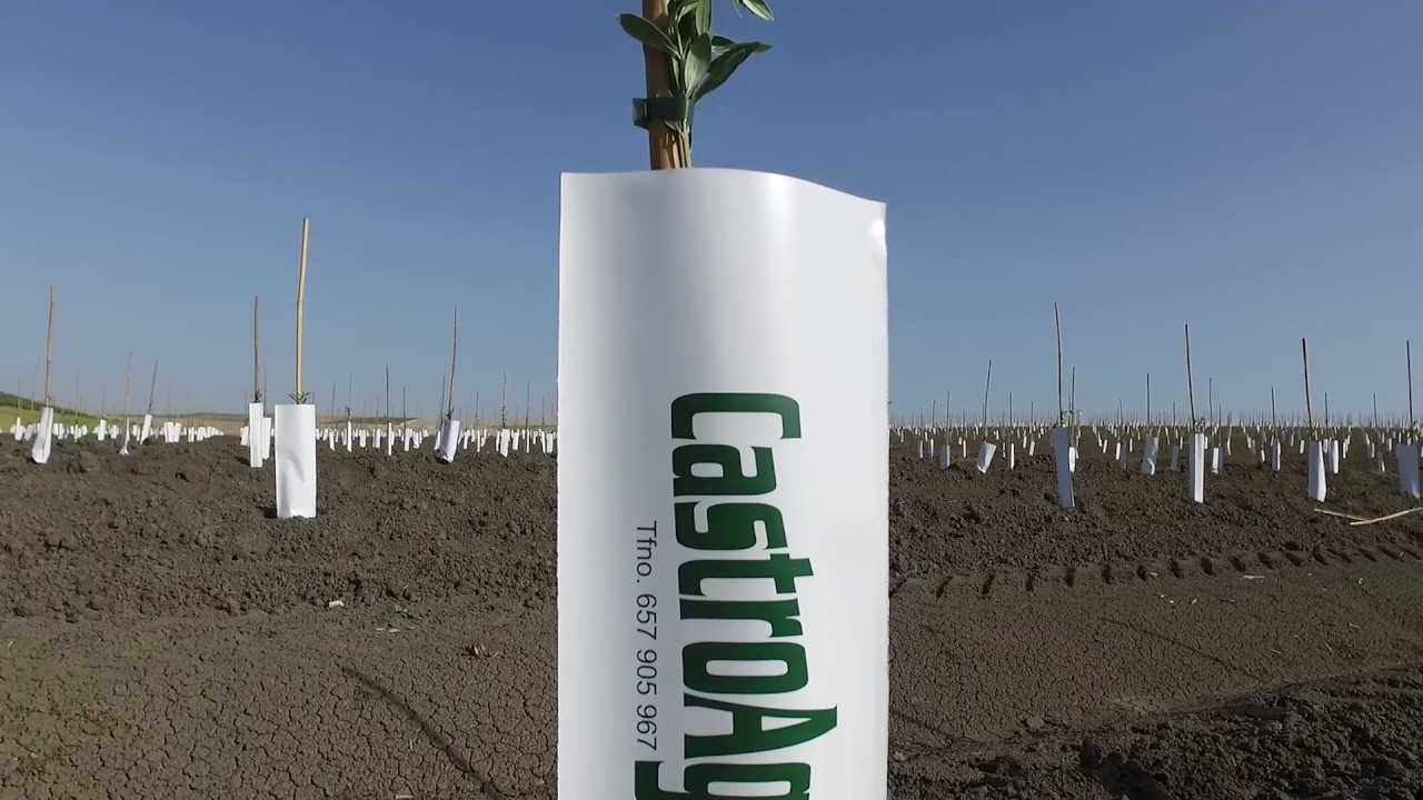 Plantación de Olivar en Veleto (Córdoba)