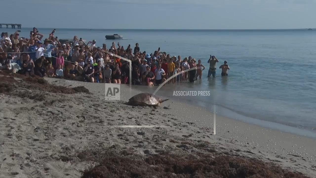 Massive loggerhead sea turtle full of eggs returns to ocean after treatment in Florida