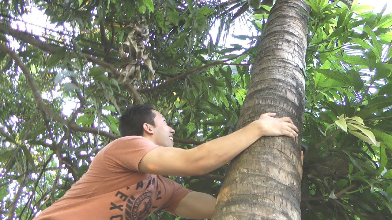 How To Climb A Coconut Tree (Filipino Survival Guide)