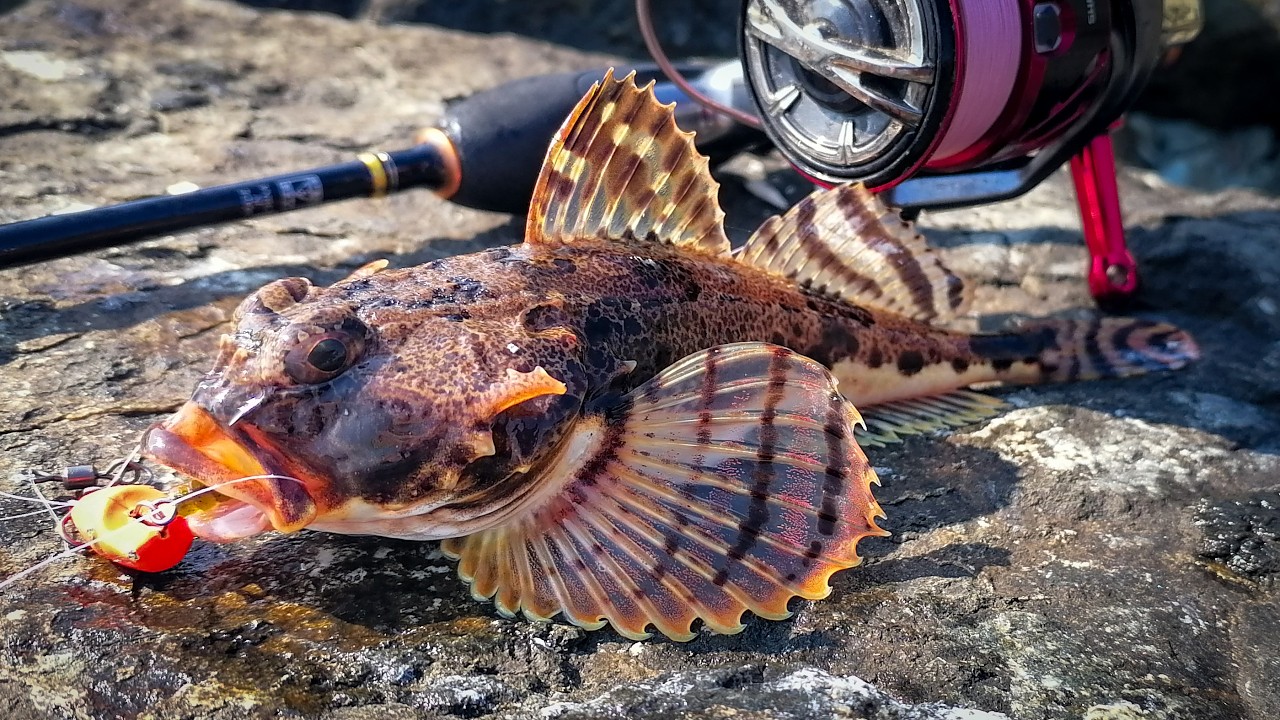 Поймает КАЖДЫЙ !!! Морская рыбалка ДЛЯ НОВИЧКОВ.  Владивосток. Спортивная набережная. Мыс Купера.