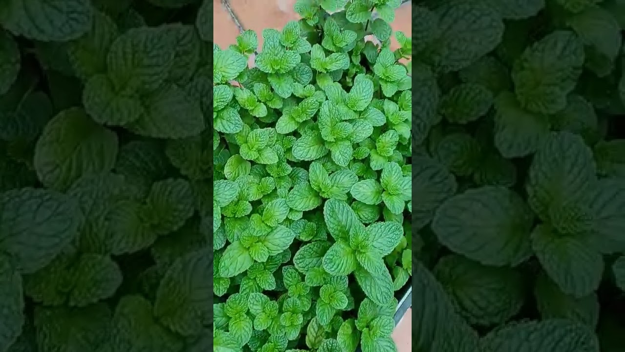 Tanaman || Daun Mint Menthol #shorts #viralshorts #YanaAja