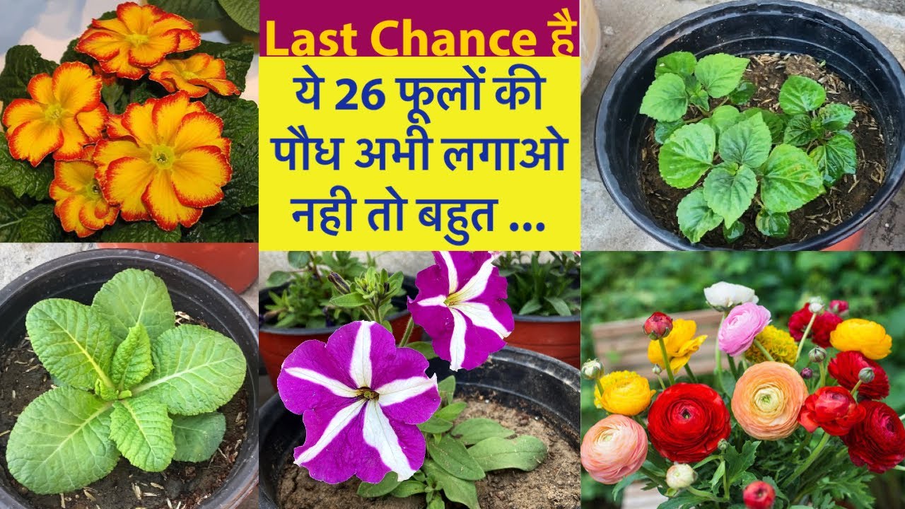 तुरंत ये 26 फूलों की पौध लगालो ,इसके बाद फ़ूल नही ..||Top 26 Winter Flowering Plants|| Winter Plants