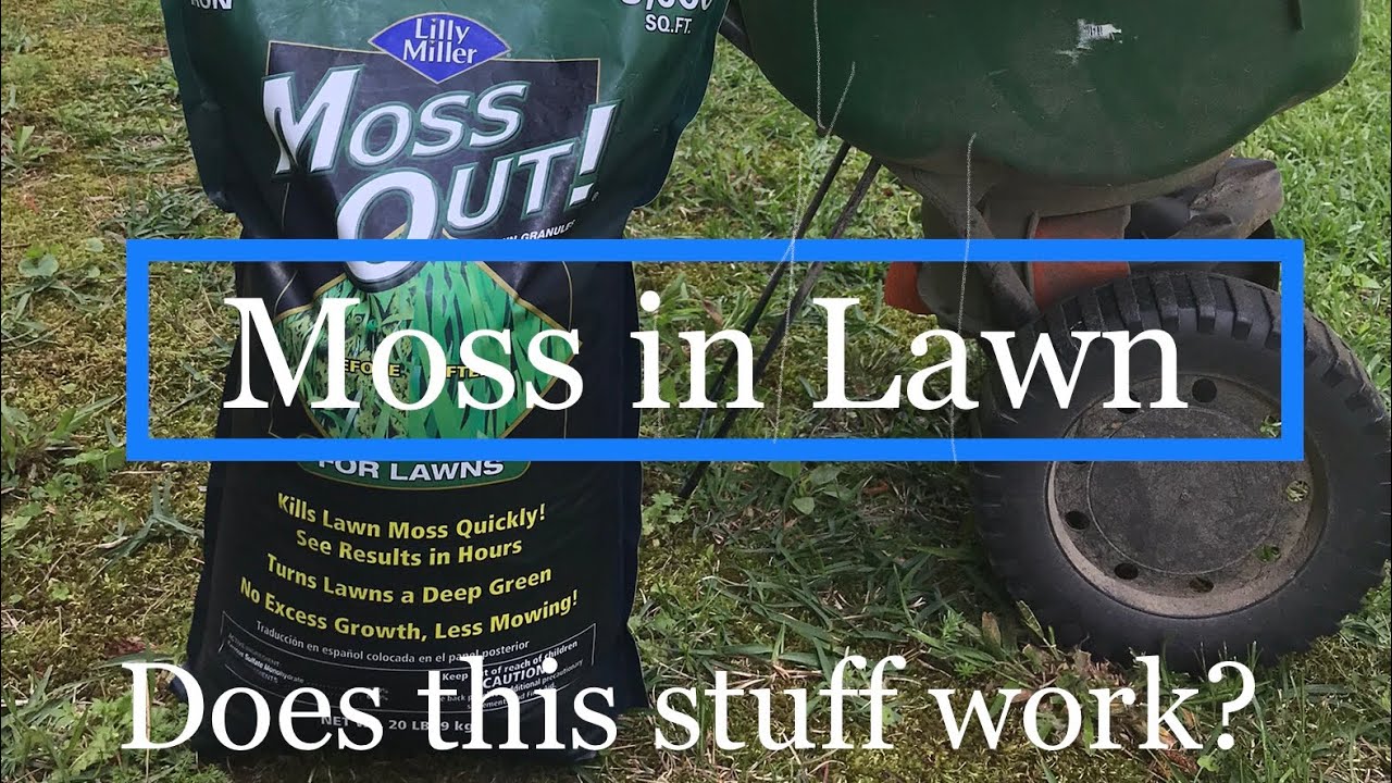 Moss in Lawn | Lilly Miller MOSS OUT Review