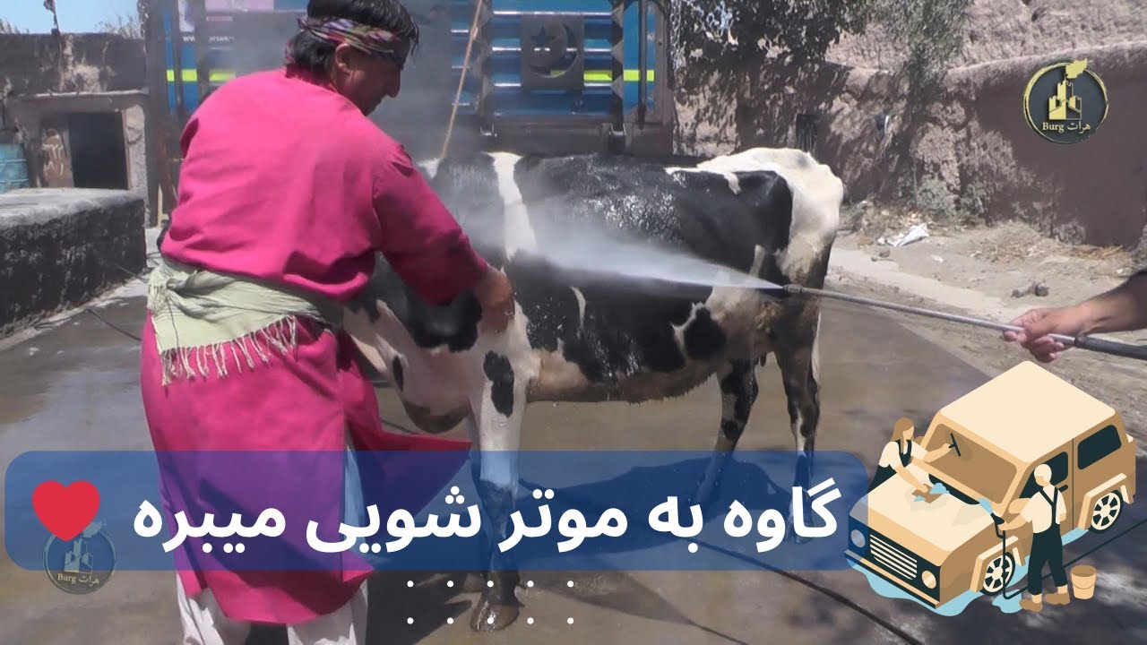 گاوه به موتر شویی میبره❤️