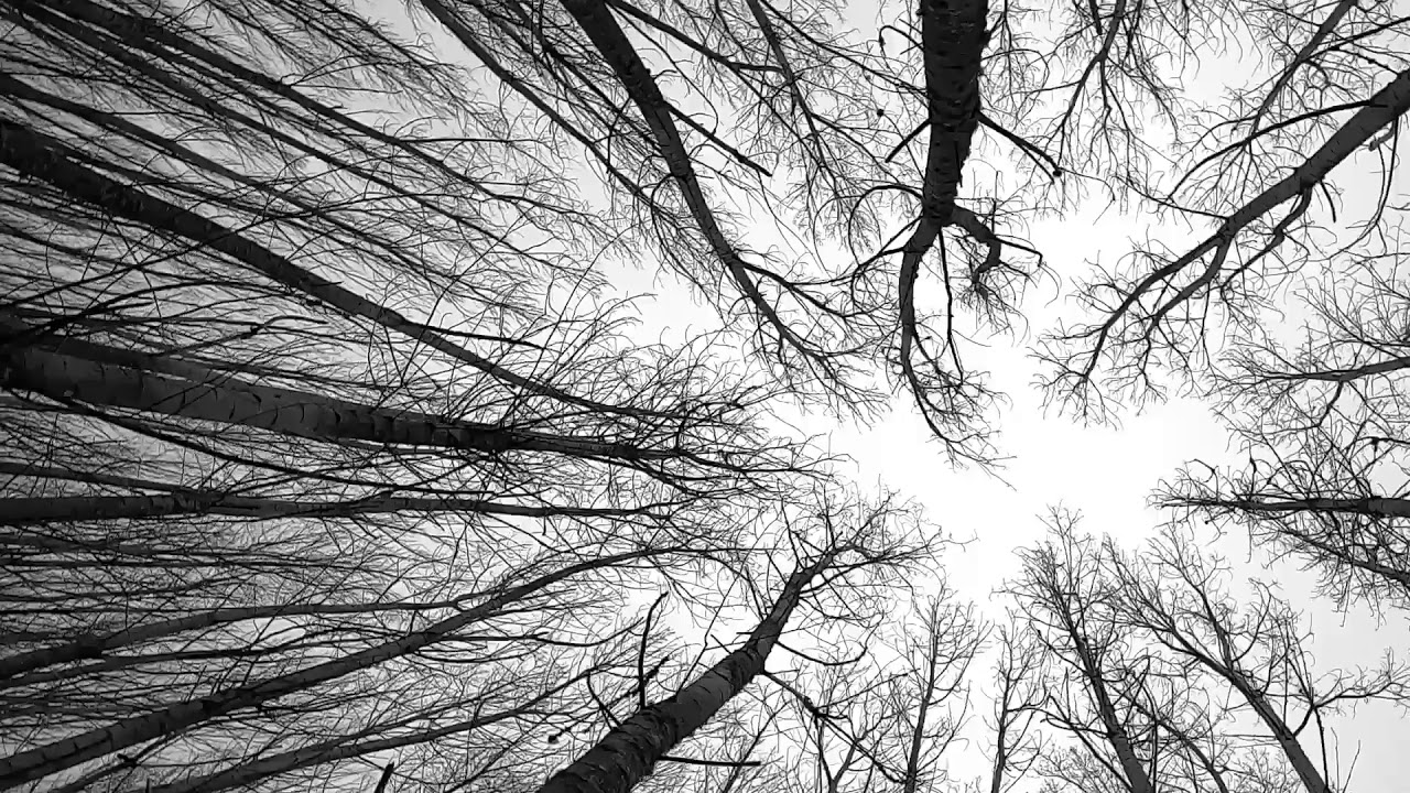 Rodrigo Vicente BMX 2020