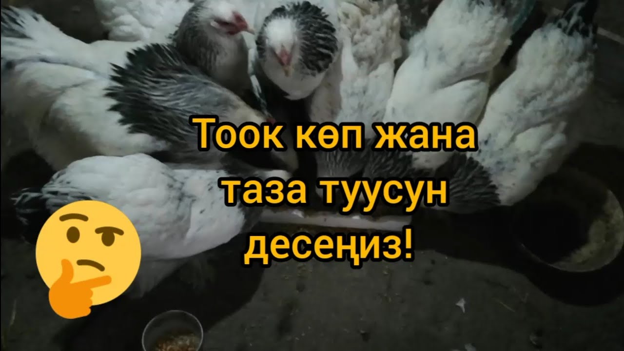 #тоок #короз  #жумуртка. Кандай жем жеген тоок жакшы тууйт.