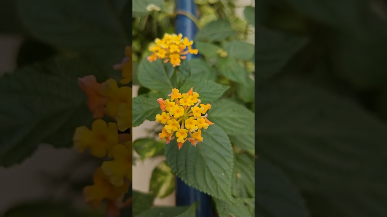 Lantana Bloomify yellow flame 