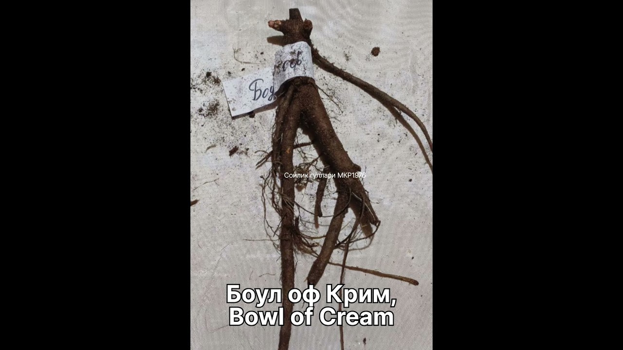 4. Боул оф Крим, Bowl of Cream Ок пион кучатлари 17.12.2025 йил