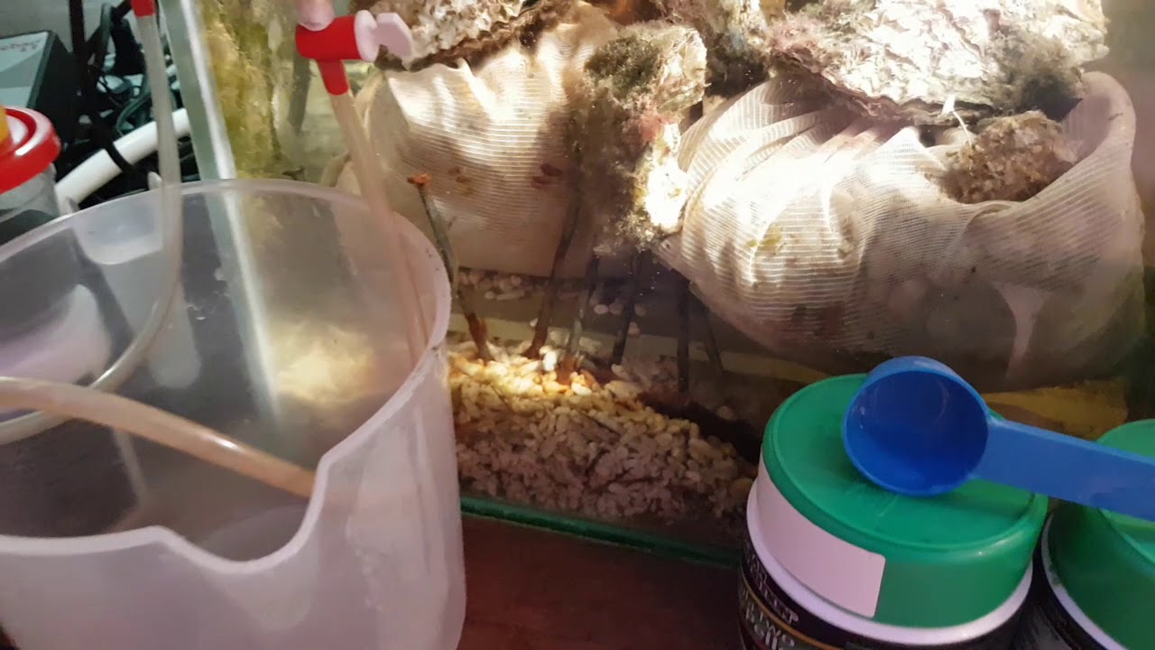 Wild red mandarin vs Spotted mandarin