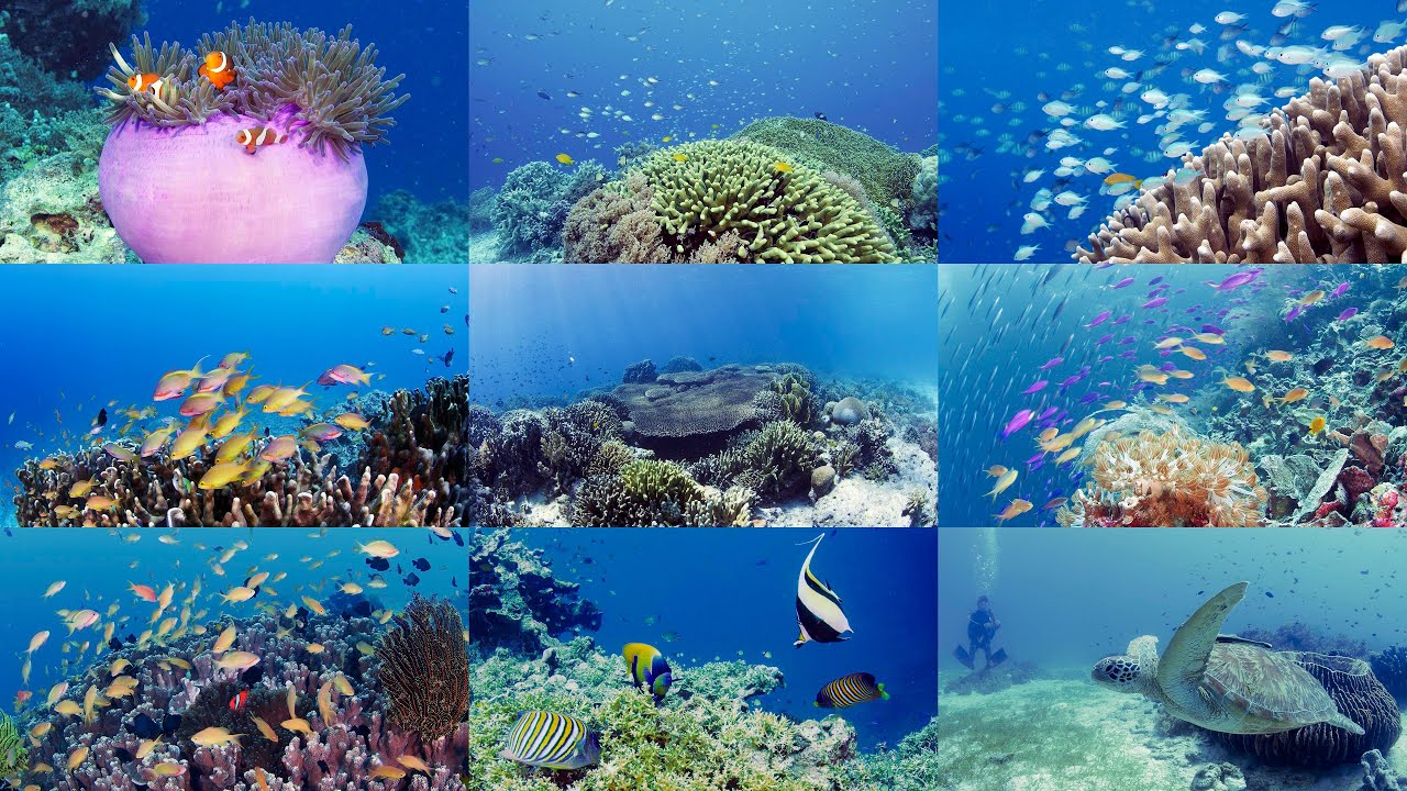 [4K] 癒しのサンゴ礁の海中世界（セブ島・フィリピン ）Relaxation underwater video around  CEBU Island,Philippines