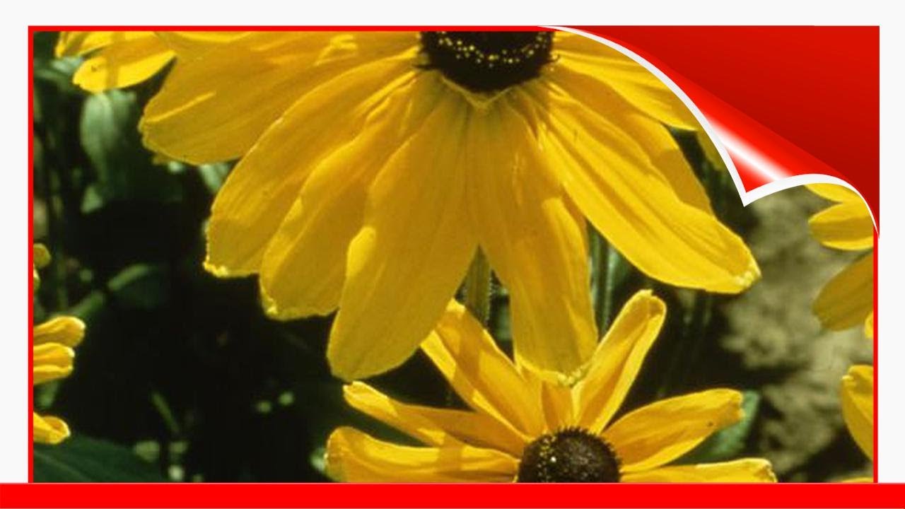 9 Great Varieties Of Rudbeckia 🛋️