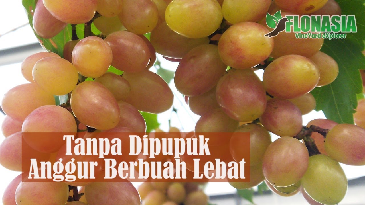 [Fakta Dahsyat] Anggur Berbuah Lebat Tanpa Dipupuk.