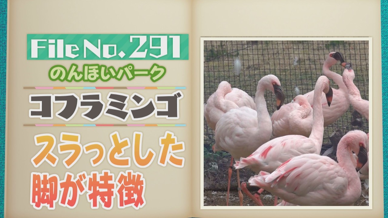 スラッとした脚が特徴…片足立ちポーズのわけは？ 愛知・豊橋のんほいパーク「コフラミンゴ」【どうぶつZOO鑑】