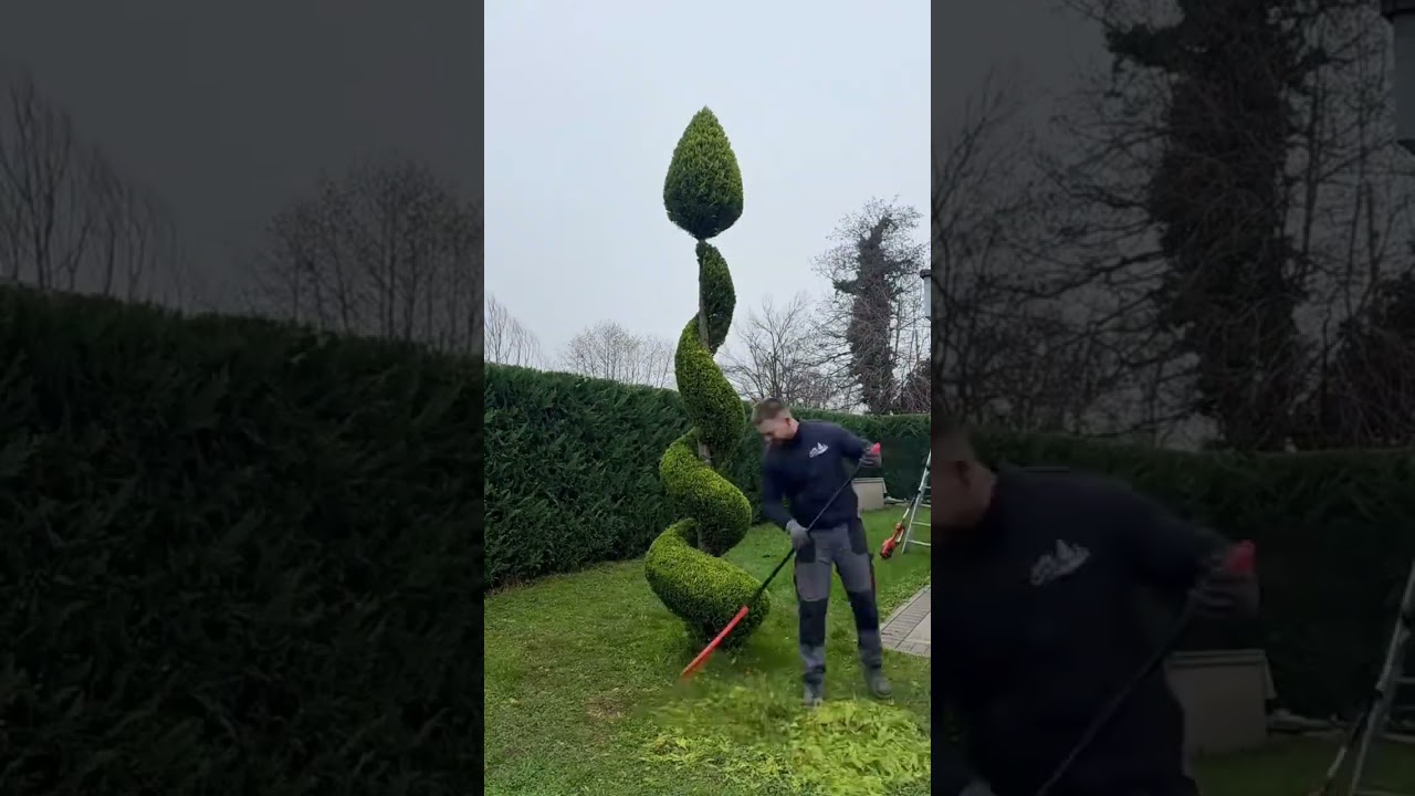 Gardener Shapes Spiral Topiary Tree With Precision Trimming #popular #skills