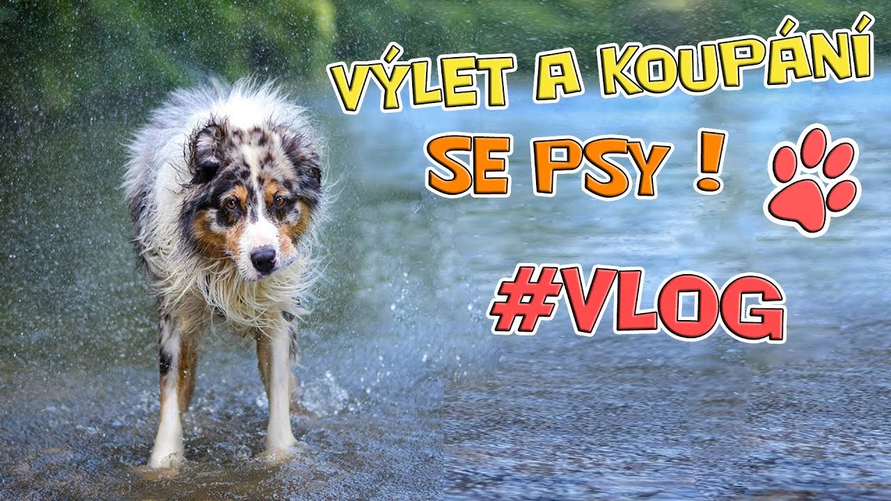 Výlet a Koupání s Pejsky! VLOG