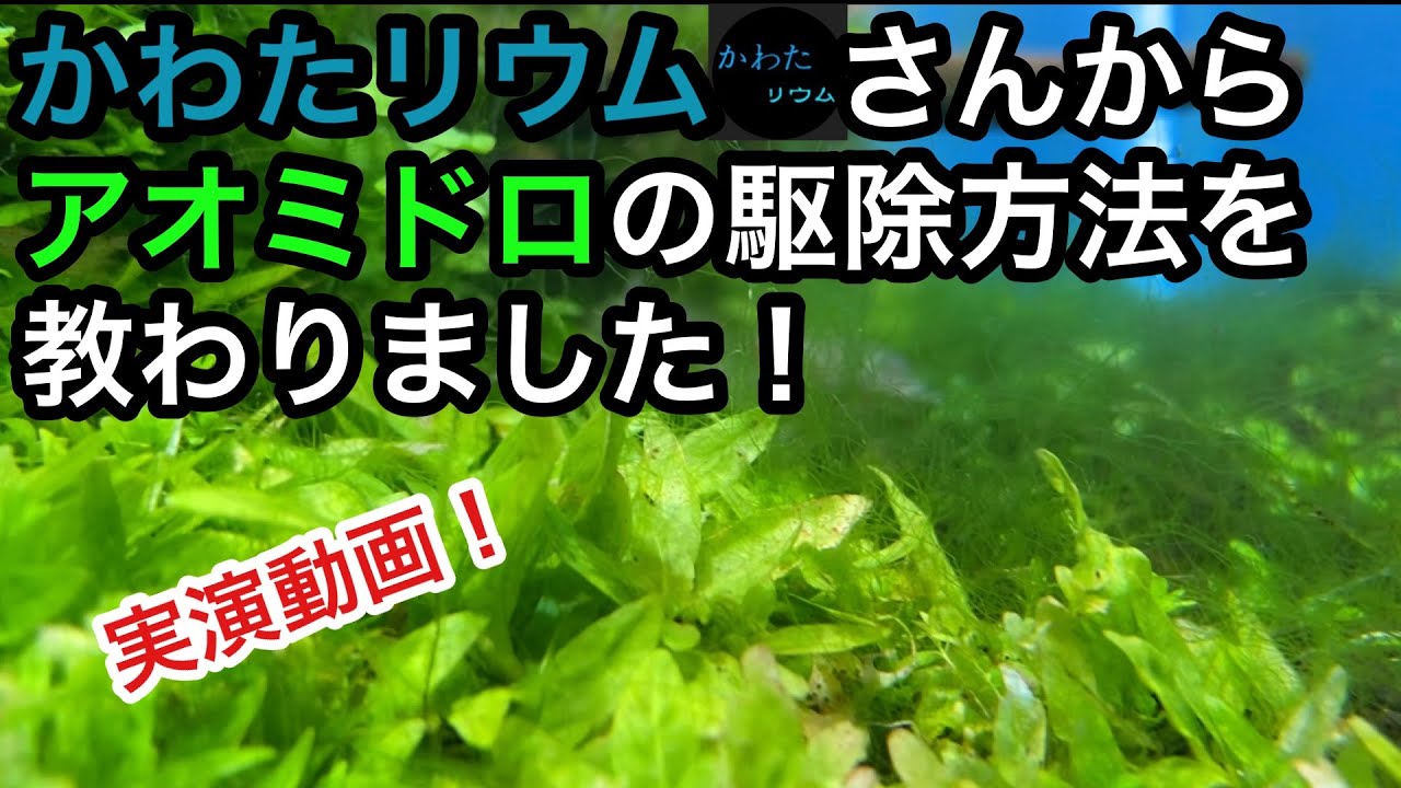 アオミドロを根絶する方法【かわたリウムさんコラボ】【アクアリウム】