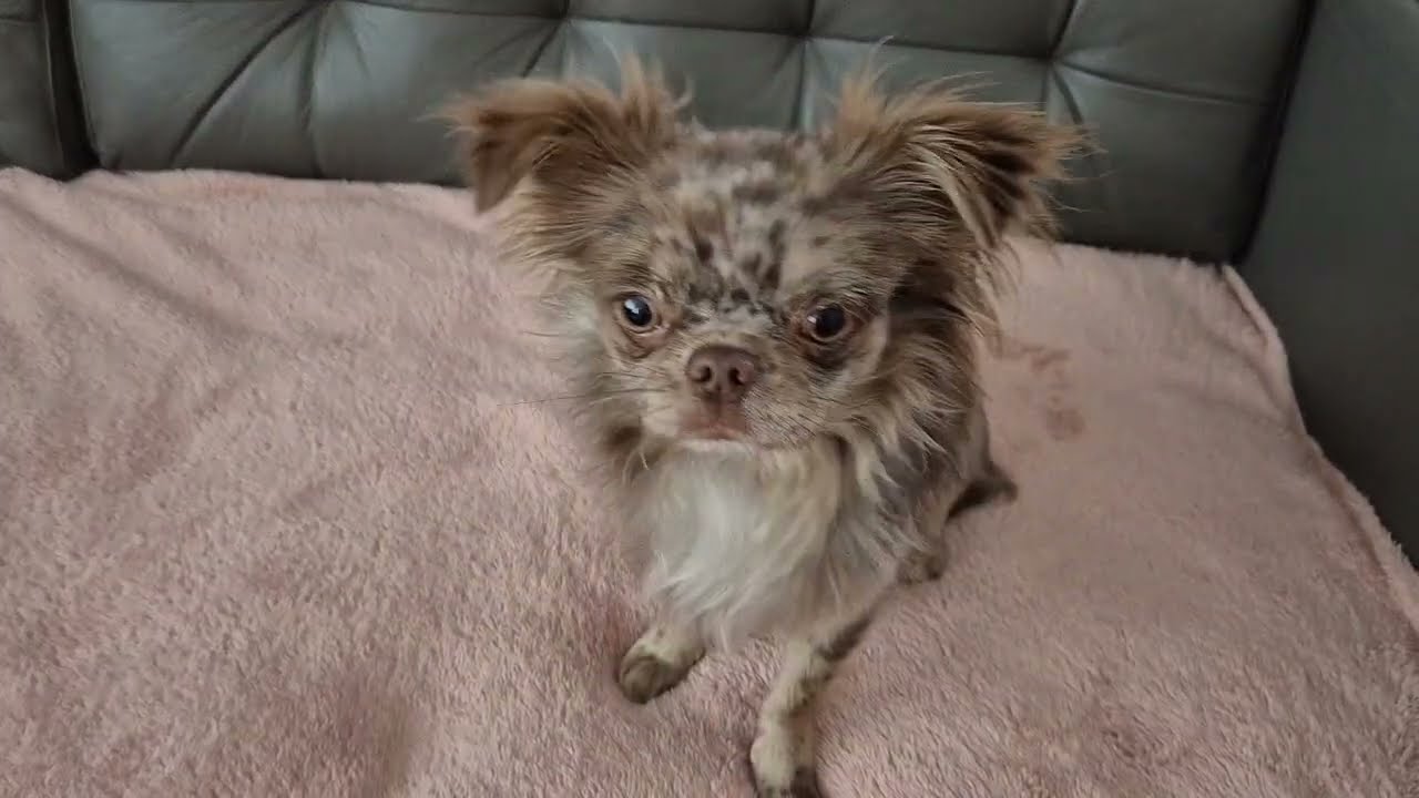 ЛАКИ УЧИТСЯ КОМАНДАМ 🐶 И НЕОЖИДАННЫЙ ТЕСТ С ОВОЩАМИ🥕И ФРУКТАМИ🍎