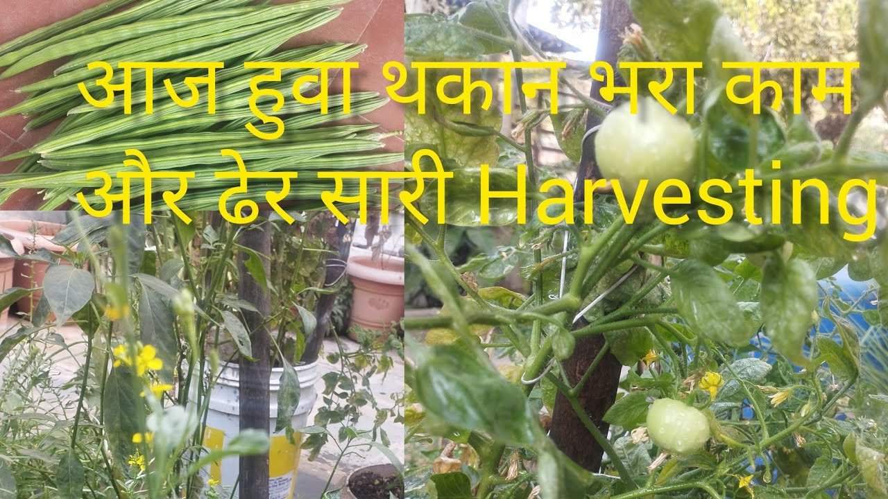 गार्डन की देखभाल, असली खुशी
