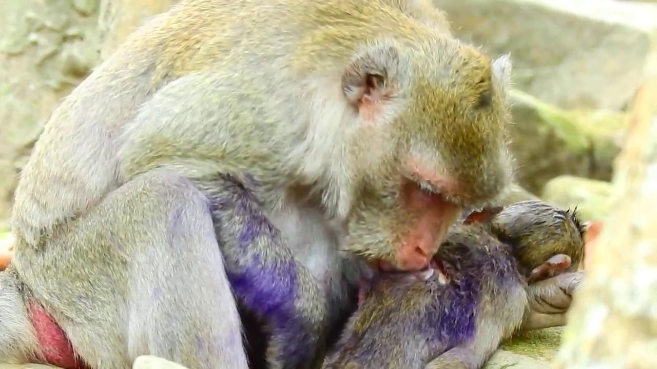 Kind heart mom Jane try & try more to clean Janna's wound || Hope can help Janna heal soon.