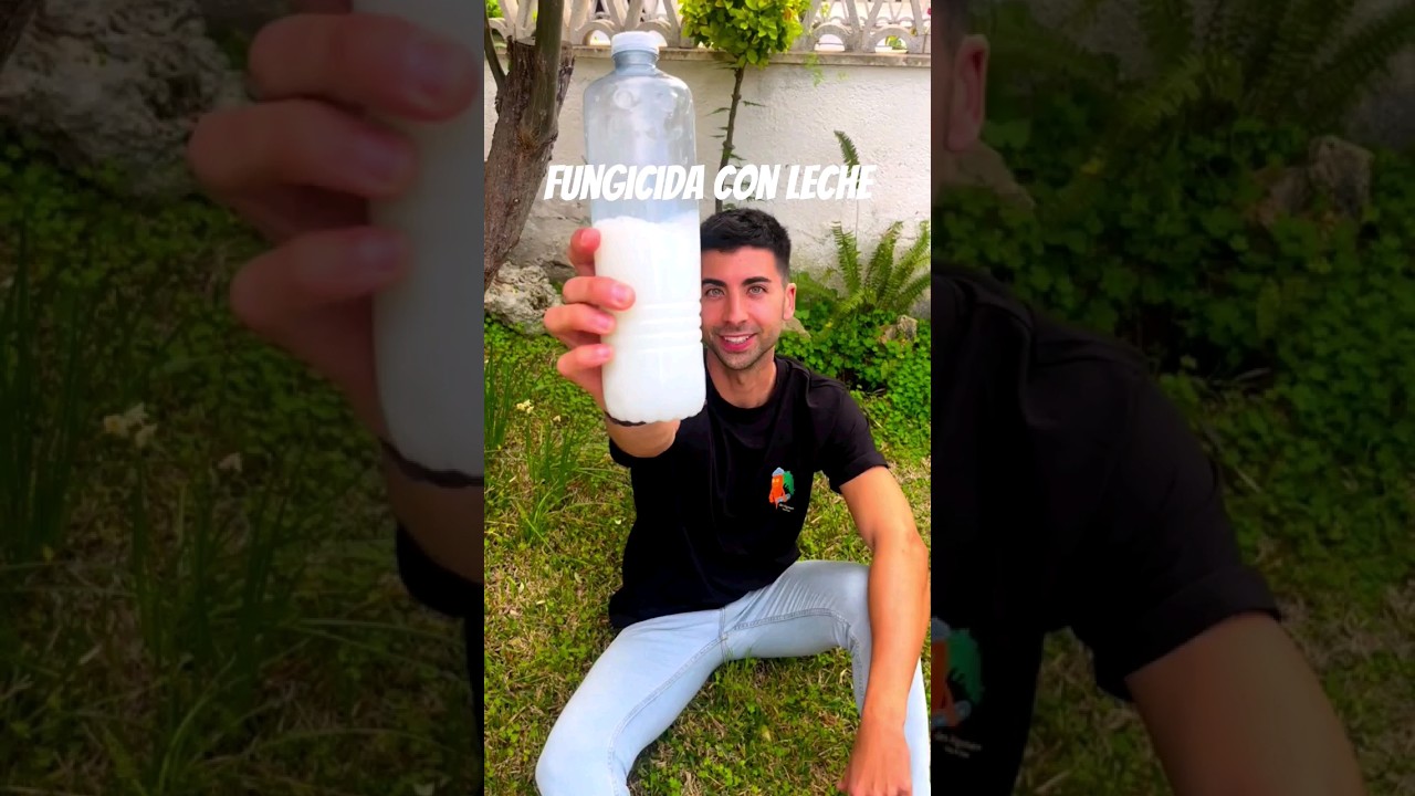 Fungicida para plantas con leche 🌿🥛