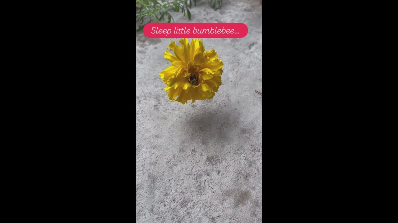 Tom Brannon finds a napping bumblebee in his garden