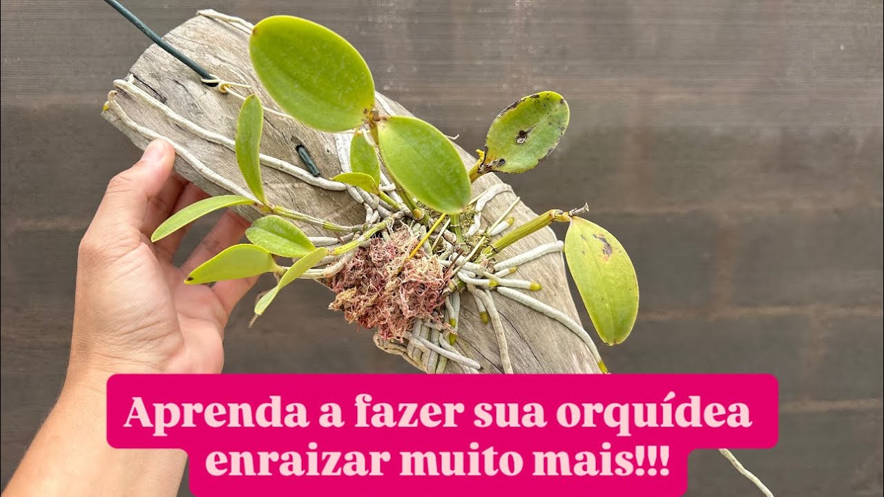 COMO AUMENTAR A UMIDADE PARA AS ORQUÍDEAS EM TOQUINHOS!!!